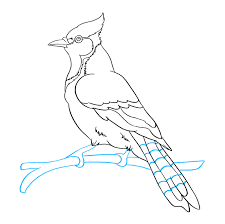 You might also be interested in coloring pages from jay category. How To Draw A Blue Jay Really Easy Drawing Tutorial
