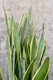 Image result for Sansevieria humiflora