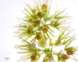 Image result for Wolffiella hyalina