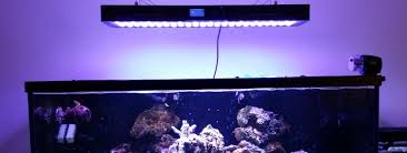 Aquarium Lighting 101 How To Choose The Right Lights
