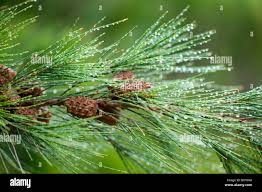 Image result for Casuarina littoralis