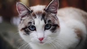 That is, until you take note of even the smallest details tuxedo. Grey White Cat With Blue Stock Footage Video 100 Royalty Free 1026373994 Shutterstock