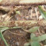 Image result for Dryopteris athamantica