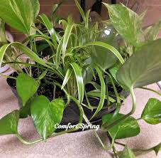 My Patriotic Planter