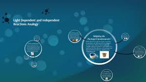 The actual fixation of carbon dioxide, which diffuses into the leaf from the atmosphere, occurs by a cyclic series of reactions called the calvin. Light Independent And Dependent Reactions Analogy By Karla Andersen On Prezi Next