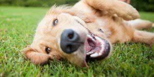 If you continue to use this website without changing your cookie settings or you click accept below then you are consenting to this. Veterinarian In Dallas Tx Pet Vet Animal Hospital