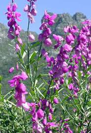 Image result for Polygala
