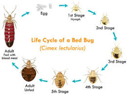 Now $99 (was $̶1̶9̶7̶) on tripadvisor: Bed Bug Fumigation Los Angeles East La Bed Bug Tent Fumigation Riverside