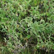 Image result for Helichrysum argyranthum