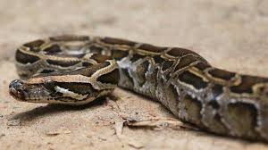 Bisa Jadi Pertanda Buruk Berikut Arti Mimpi Melihat Ular Besar Hingga Ular Hitam Dan Putih Tribun Jogja