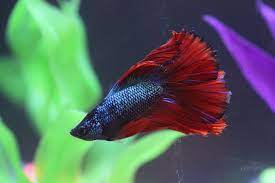 Aquarium betta fish fin rot is due to their immune system being weakened. How To Treat Fin Rot In Bettas Full Guide Betta Care Fish Guide