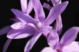 Image result for Tulbaghia acutiloba