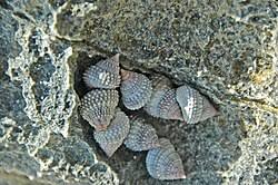 Image result for Pycreus muricatus