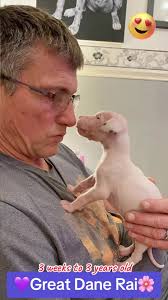 Owning A Double Merle Dane