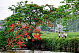Káº¿t quáº£ hÃ¬nh áº£nh cho hinh anh bong hoa mua he dep nhat
