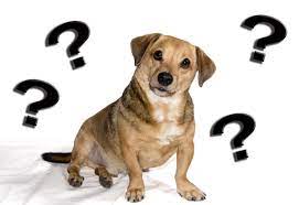 How Do Dogs Think And Feel And Do They Reason Simply For Dogs