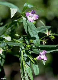 Image result for Duosperma fimbriatum