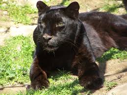 Panthers linebacker jermaine carter loved what he saw from rookie jaycee horn during the team's offseason work last month. Are There Really Black Panthers The National Wildlife Federation Blog The National Wildlife Federation Blog