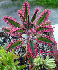 Kalanchoe Pink Butterflies Variegated Google Da Ara Pflanzen Exotische Pflanzen Bluhende Pflanzen