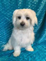 GUARDIAN FAMILIES NEEDED Montys Moodles are looking for some special  families to join our guardianship program to care for one of these gorgeous  girls who will be future mummies in our breeding