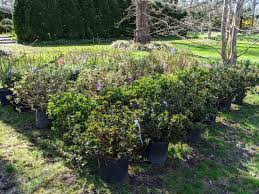 Mld gear is the most super ultra light backpacking gear and wilderness equipment available anywhere. Planting Azaleas The Martha Stewart Blog