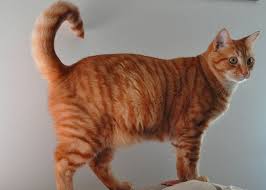 Pete Posing A Full Body Shot Domestic Cat Human Poses Reference Art Reference