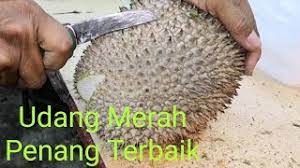 Potensi udang galah saat ini sangat bagus terlebih, untuk skala rumahan. Udang Merah Herunterladen