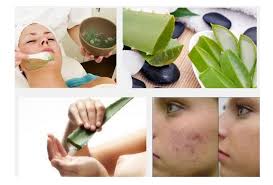 Kandungan antrokuquinon yang ada di dalam lidah buaya atau aloe vera menciptakan. Manfaat Lidah Buaya Untuk Mengobati Jerawat