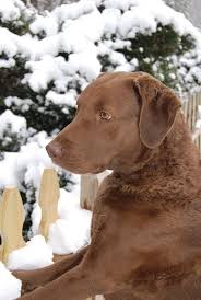 Image result for chesapeake bay retrívr