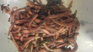 Darwin is best known for his theory of evolution by natural selection, but he studied many natural history subjects in depth. Which Worm Is Right For You European Nightcrawler Steemit