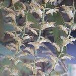 Image result for Diaphananthe bidens