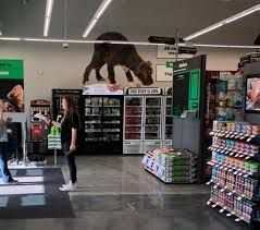 Explore other popular pets near you from over 7 million businesses with over 142 million reviews and opinions from yelpers. Pet Store Supplies Madison Al 4119 Pet Supplies Plus