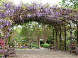 San Antonio Botanical Gardens Google Search Botanical Gardens Wisteria Arbor Botanical