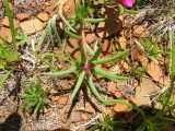 Image result for Portulaca kermesina