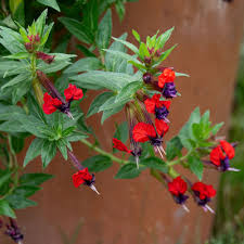 Image result for Cuphea