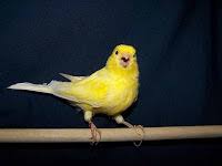 Are Physicians the Canary in the Coal Mine of Medicine
