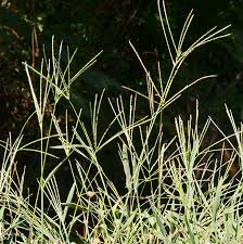 Image result for Cynodon aethiopicus