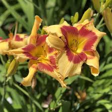 4.0 out of 5 stars 720. Hemerocallis Rainbow Rhythm Tiger Swirl Buy Daylily Perennials Online