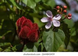 Image result for Bixa