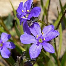 Image result for Aristea ecklonii