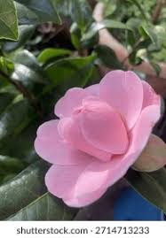 Image result for Theaceae