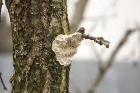 The mild conditions allow their severed roots to make a speedy recovery before it gets too cold or hot. Moving A Mature Fruit Tree Dave S Garden