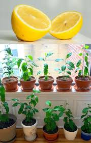 Regrow 8 Kitchen Scraps Into Free Houseplants In 2020 Plants Grown In Water Avocado Plant Plants