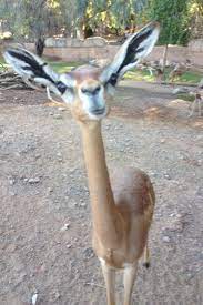 Cute Gerenuk Long Necked Antelope At The Phoenix Zoo Cute Animals Weird Animals Animals