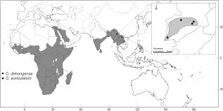Image result for Cyphostemma heterotrichum