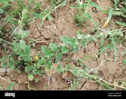 Image result for Seddera suffruticosa