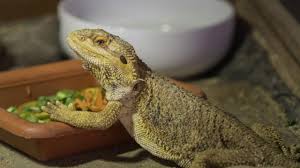 What Do Bearded Dragons Eat Complete Food Diet Chart