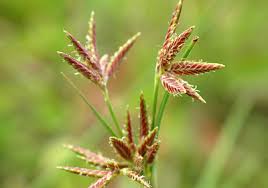 Image result for Cyperus rotundus