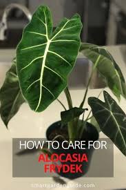 Alocasia Frydek Care How To Grow Green Velvet Alocasia Smart Garden Guide Alocasia Plant Garden Guide Smart Garden