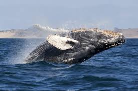 Humpback whales tend to feed by opening their mouth wide to gulp down as much prey, like fish or krill, as possible, leading marine scientists to speculate that what happened to mr packard was in all. Flippers Provide Lift Reduce Drag Biological Strategy Asknature